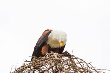Kartal balıkçı av yiyor. Lake Baringo, Kenya