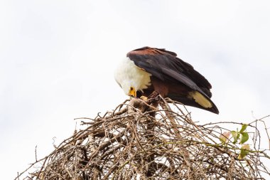 Kartal balıkçı yuvaya balık yiyor. Lake Baringo, Kenya