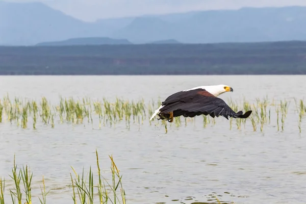 Ataque Exitoso Águila Agarra Los Peces Del Agua Baringo Kenia —  Fotos de Stock