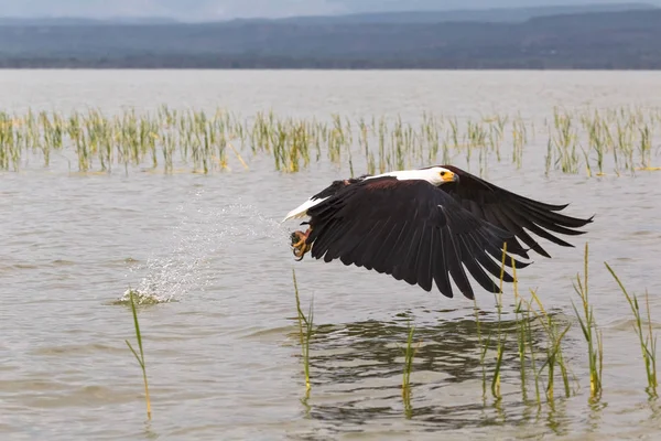 Örnen Fångar Fisk Från Ytan Sjön Baringo Sjö Kenya — Stockfoto