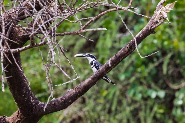 Kingfisher Com Peixes Capturados Baringo Quénia — Fotografia de Stock