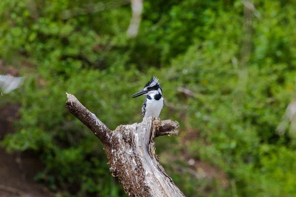 Kingfisher Kuru Bir Ağaçta Oturuyor Baringo Kenya — Stok fotoğraf