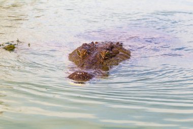 Kayan bir Nil timsahı portresi. Lake Baringo, Kenya. Afrika