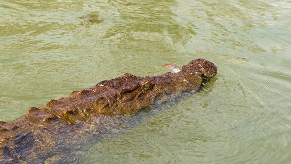 Portrét Spící Krokodýla Jezero Baringo Keňa — Stock fotografie