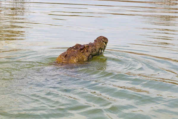 Coccodrillo Inghiotte Preda Lago Baringo Kenya — Foto Stock