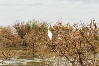 Heron göl kenarında çalılıkları içinde. Lake Baringo, Kenya