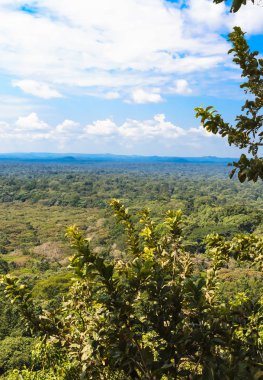 Rainforest savana kalbinde. Kakamega Orman. Kenya, Afrika