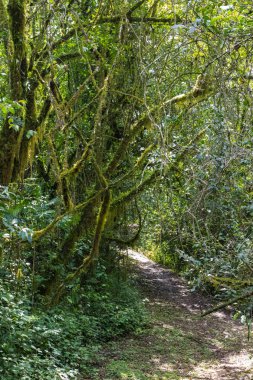 Kenya'nın içinde bir patika. Kakamega Orman, Afrika
