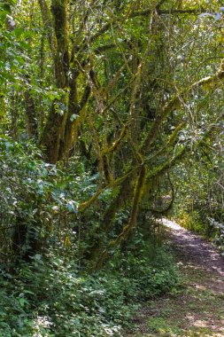 Kakamega Orman, Afrika ormanlarında yürüyüş yolu