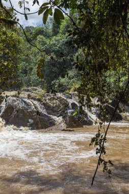 Kakamega Orman ormanlarda küçük nehirler. Kenya, Afrika