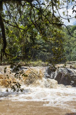 Küçük akarsu Kakamega Orman içinde. Kenya, Afrika