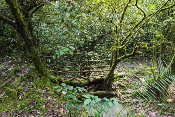 肯尼亚丛林中一条小溪上的一座桥 Kakamega — 图库照片