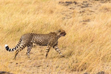 Afrika çitası. Masai Mara. Kenya, Afrika