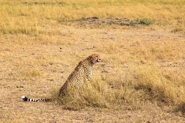 Sitting African Cheetah Masai Mara Kenya Africa — Stock Photo, Image