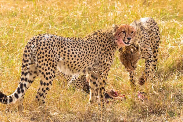 Trois Grands Guépards Près Proie Masai Mara Kenya — Photo