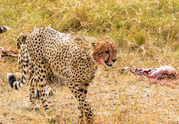 Porträt Eines Geparden Aus Nächster Nähe Masai Mara Kenia Afrika — Stockfoto