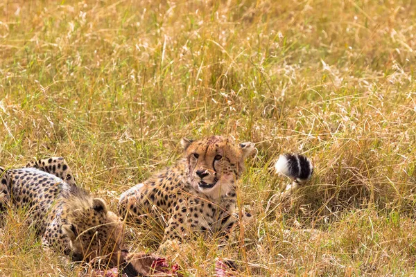 Twee Grote Cheetahs Rugby Eet Prooi Masai Mara Kenia — Stockfoto