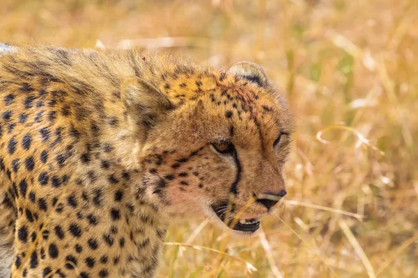 Tête Guépard Est Gros Plan Masai Mara Kenya Afrique — Photo