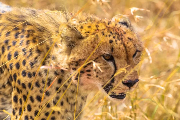 Head Large Cheetah Masai Mara Kenya Africa — Stock Photo, Image