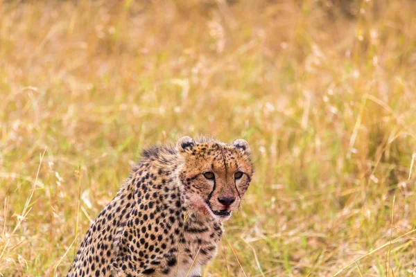 Ein Ruhender Afrikanischer Gepard Masai Mara Kenia Afrika — Stockfoto