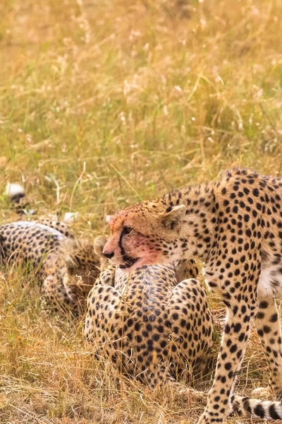 Cheetah Family Prey Masai Mara Kenya — Stockfoto