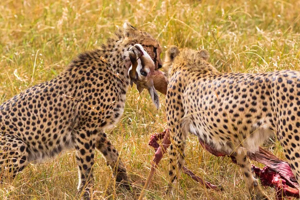 Deux Guépards Africains Avec Des Proies Masai Mara Kenya Afrique — Photo