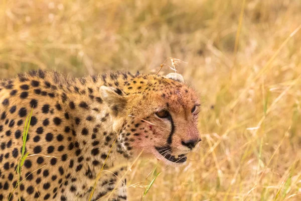 一只大猎豹的肖像 马赛马拉 肯尼亚 — 图库照片