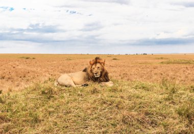 Bir Afrika aslanı tepede bir istirahat ediyor. Masai Mara, Kenya. Afrika