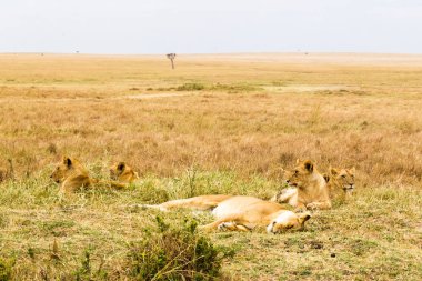Bir küçük aslan gurur savannah içinde dinleniyor. Kenya, Afrika