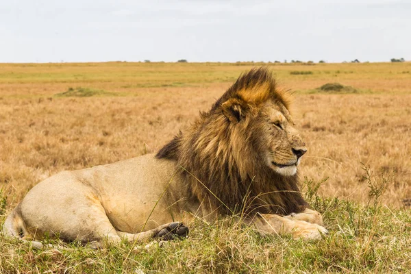Levende Sfinx Afrikaanse Leeuw Rust Een Heuvel Kenia — Stockfoto