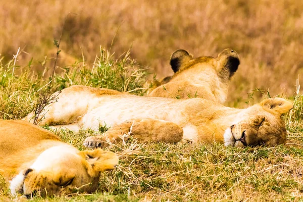 Ein Kleiner Löwenstolz Schläft Der Savanne Kenia Afrika — Stockfoto