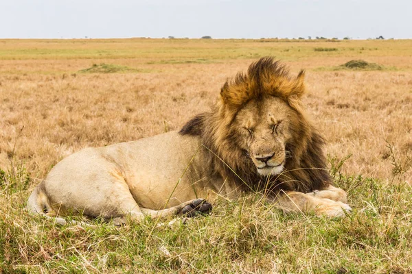 Leão Africano Está Descansar Numa Colina Quénia África — Fotografia de Stock