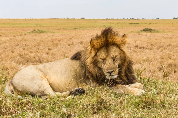 Obrovský Spící Lev Kopci Savana Masai Mara Keňa — Stock fotografie