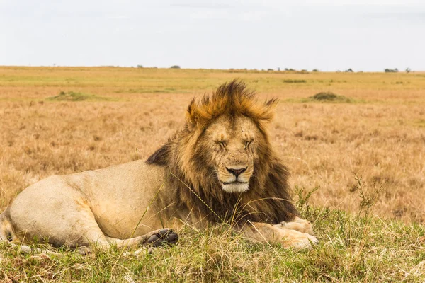 Een Enorme Lui Leeuw Rust Een Heuvel Masai Mara Afrika — Stockfoto