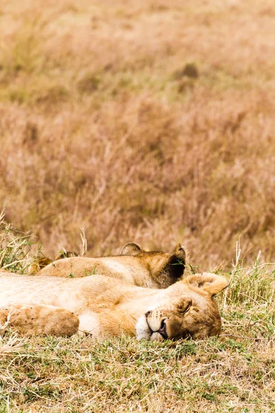 Slapende Leeuwin Savanne Kenia Afrika — Gratis stockfoto