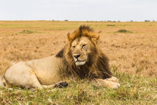 Een Reusachtige Leeuw Rust Een Heuvel Savanne Van Masai Mara — Stockfoto