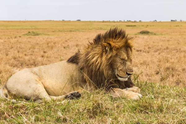 Een Grote Slapende Leeuw Savanne Van Masai Mara Kenia — Stockfoto