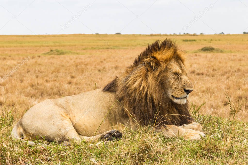 The living sphinx. African lion on a hill. Kenya