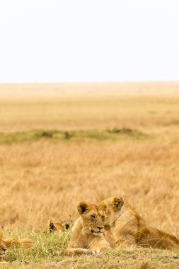 Masai Mara Savannah genç lionesses grubu. Kenya, Afrika