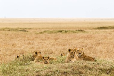 Genç aslanlar küçük bir gurur içinde savannah dinleniyor. Masai Mara, Afrika