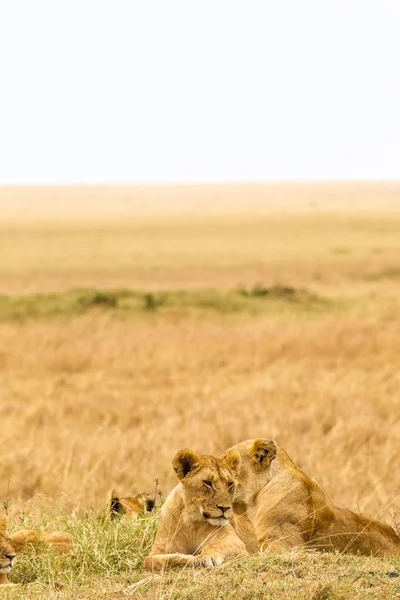 Grupa Młodych Lwice Savannah Masai Mara Kenia Afryka — Zdjęcie stockowe