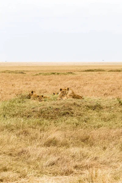 Mała Grupa Młodych Lwice Odpoczynku Savannah Masai Mara Afryka — Zdjęcie stockowe