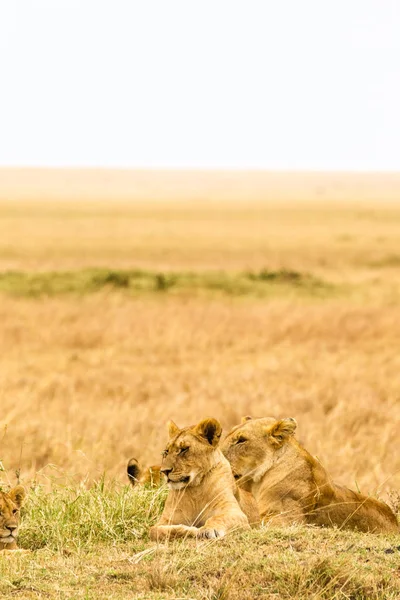 Małych Duma Lwów Jest Stanie Spoczynku Savannah Masai Mara Afryka — Zdjęcie stockowe