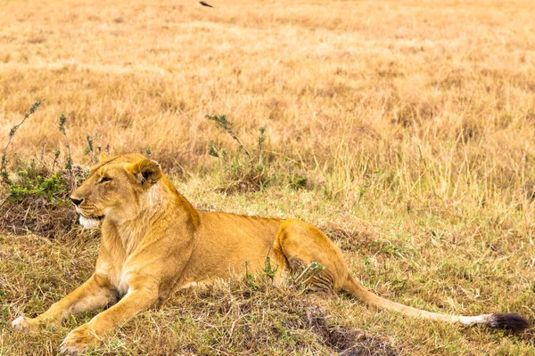 Duże Młodą Lwicą Leży Trawie Masai Mara Kenia Afryka — Zdjęcie stockowe