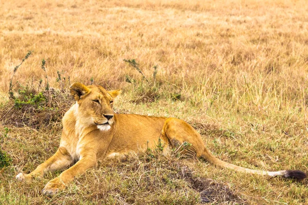 Duże Młodą Lwicą Leży Trawie Kenia Afryka — Zdjęcie stockowe