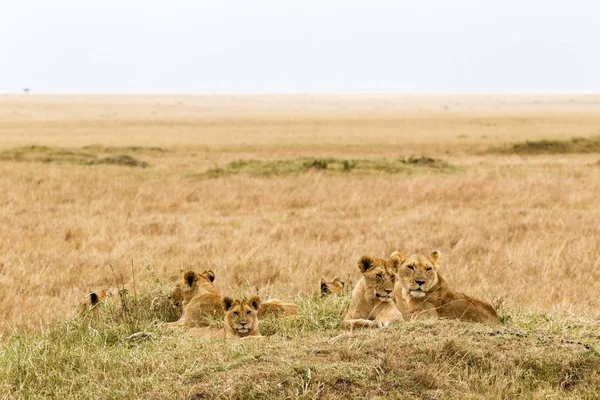 Mică Mândrie Leilor Tineri Odihneşte Savană Masai Mara Africa — Fotografie, imagine de stoc