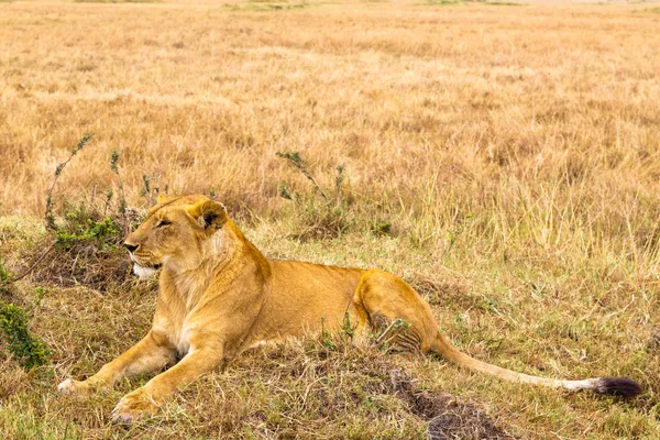 Leoaică Mare Odihneşte Iarbă Kenya Africa — Fotografie de stoc gratuită