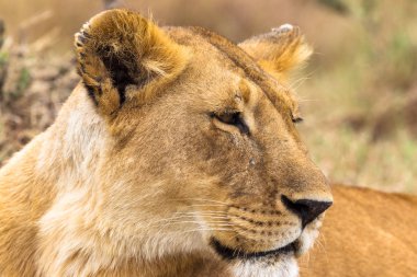 Savannah Afrika kraliçesi portresi. Masai Mara, Kenya
