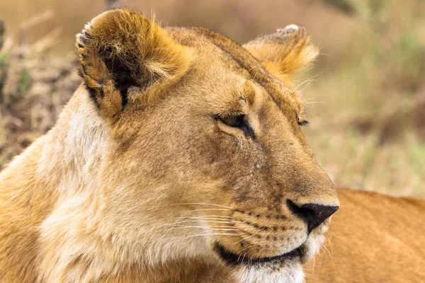 Portret Królowej Savannah Afryki Masai Mara Kenia — Zdjęcie stockowe
