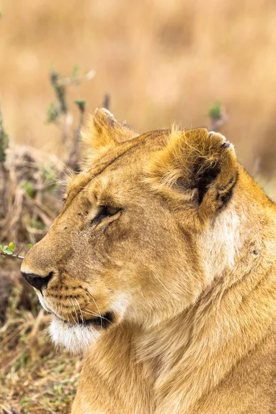 Leoaică Din Africa Masai Mara Kenya — Fotografie, imagine de stoc